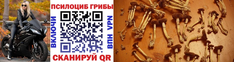 купить закладку  Адыгейск  Галлюциногенные грибы мухоморы 
